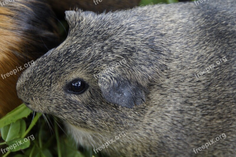 Guinea Pig Cute Rodent Pet Small Animal