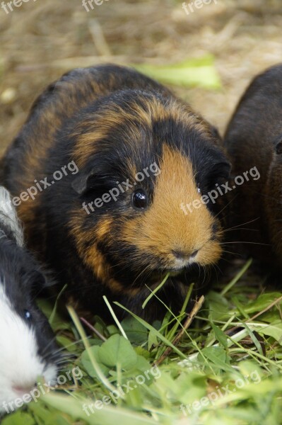 Guinea Pig Cute Rodent Pet Small Animal