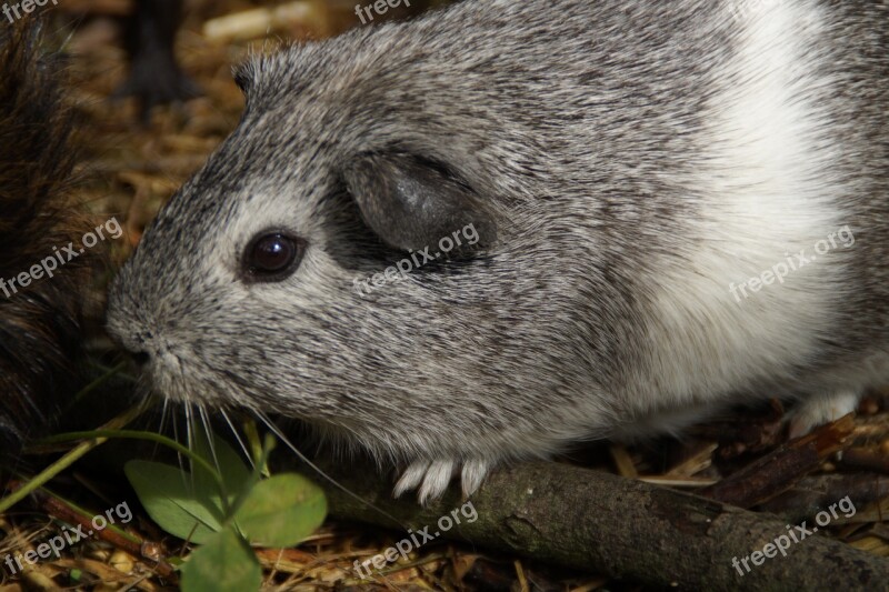 Guinea Pig Cute Rodent Pet Small Animal