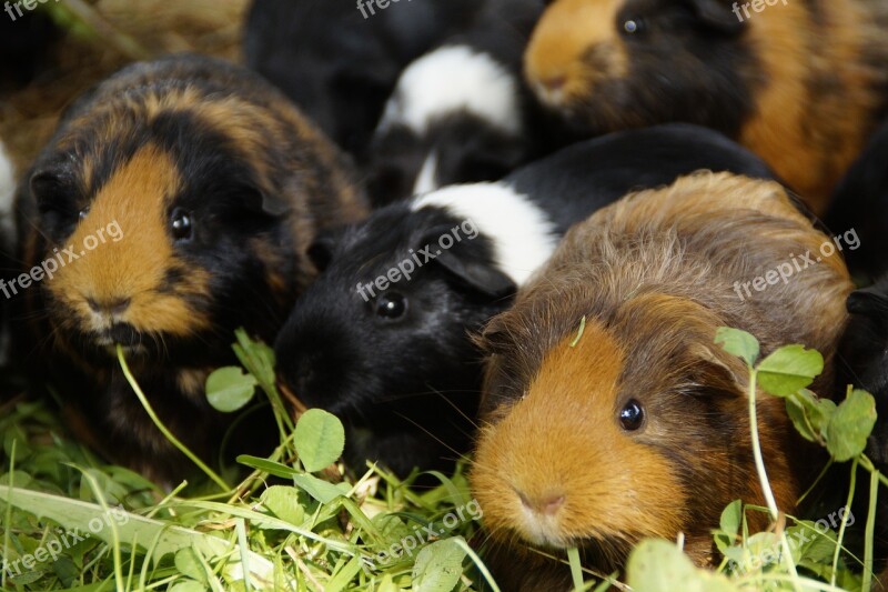 Guinea Pig Cute Rodents Pets Small Animals