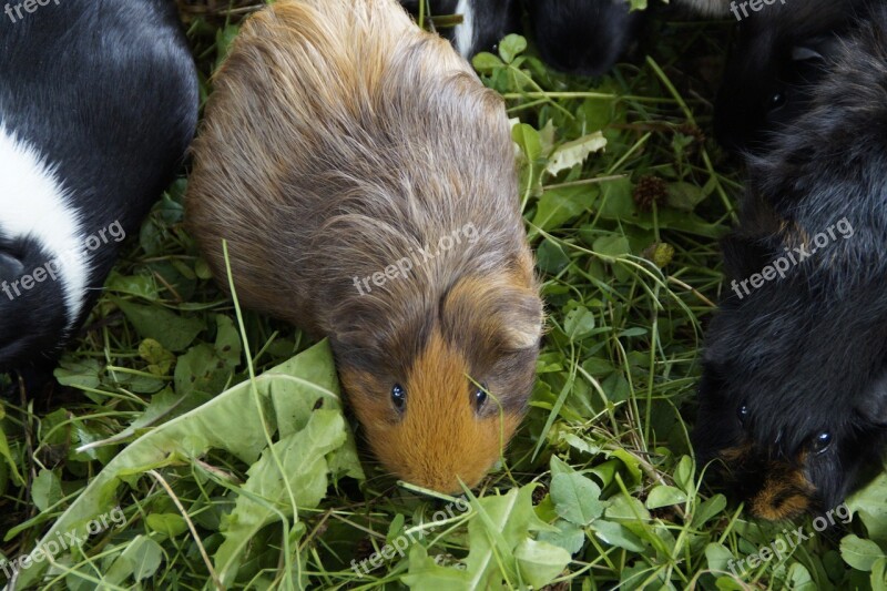 Guinea Pig Cute Rodent Pet Small Animal