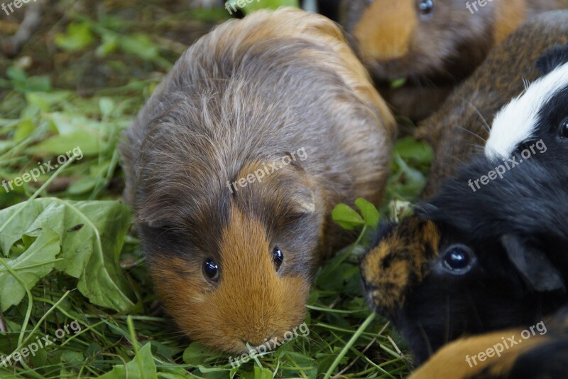 Guinea Pig Cute Rodent Pet Small Animal