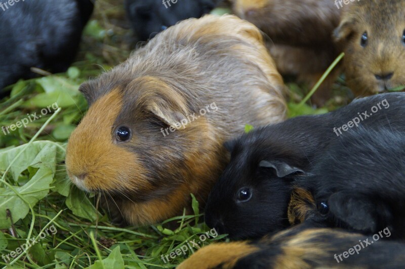 Guinea Pig Cute Rodent Pet Small Animal