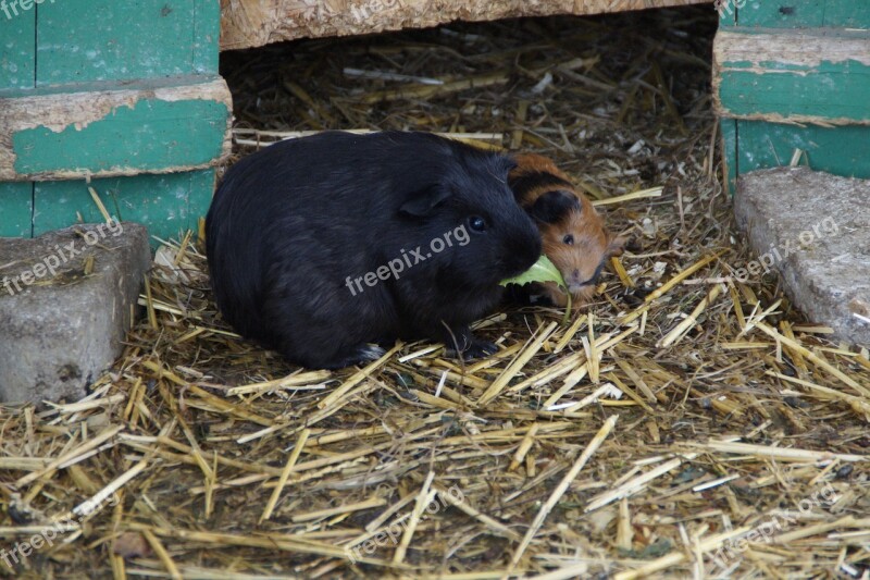 Guinea Pig Guinea Pig Breeding Breeding Small Animals Pets