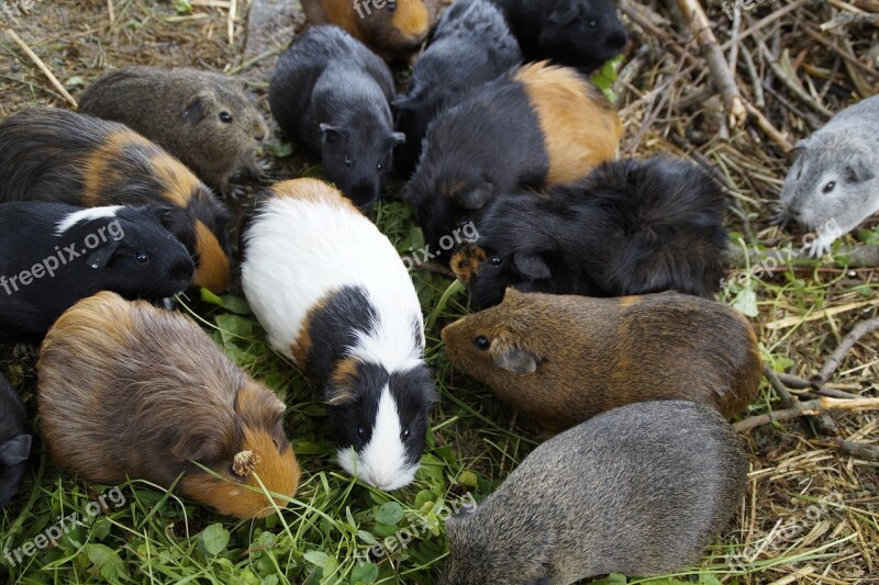 Guinea Pig Many Mass Quantitative Guinea Pig Breeding