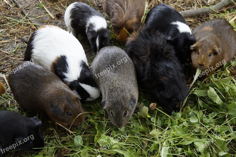 Guinea Pig Many Mass Quantitative Guinea Pig Breeding