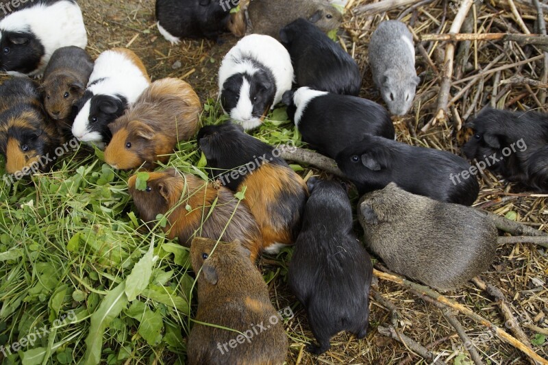 Guinea Pig Many Mass Quantitative Guinea Pig Breeding