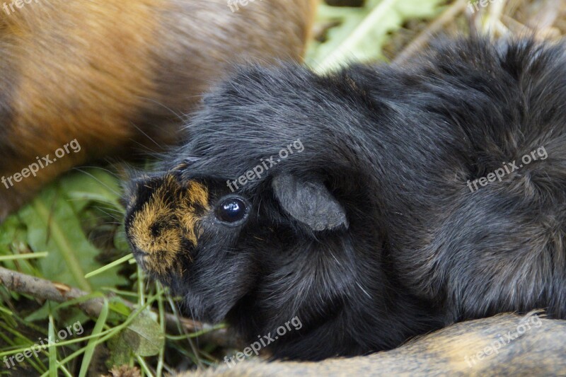 Guinea Pig Cute Rodent Pet Small Animal