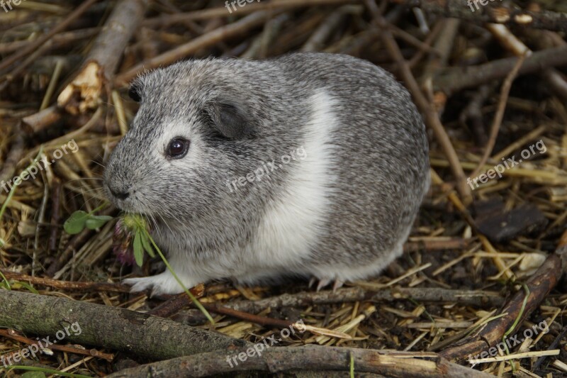 Guinea Pig Cute Rodent Pet Small Animal