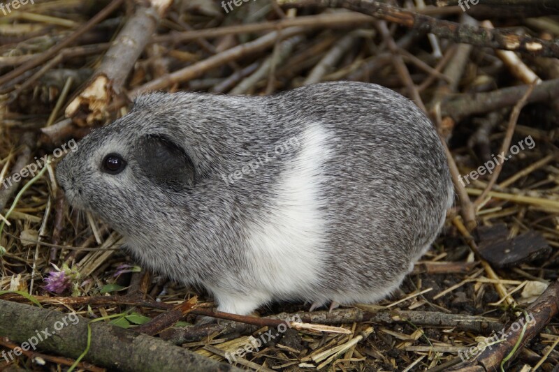 Guinea Pig Cute Rodent Pet Small Animal