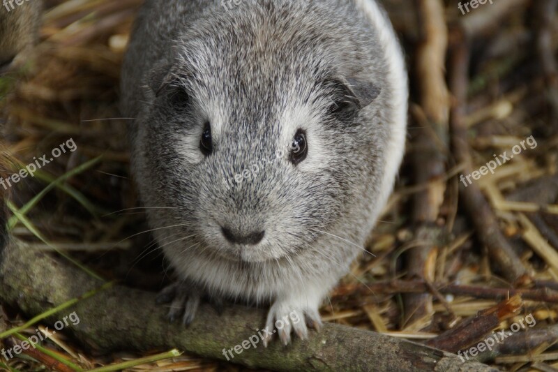 Guinea Pig Cute Rodent Pet Small Animal