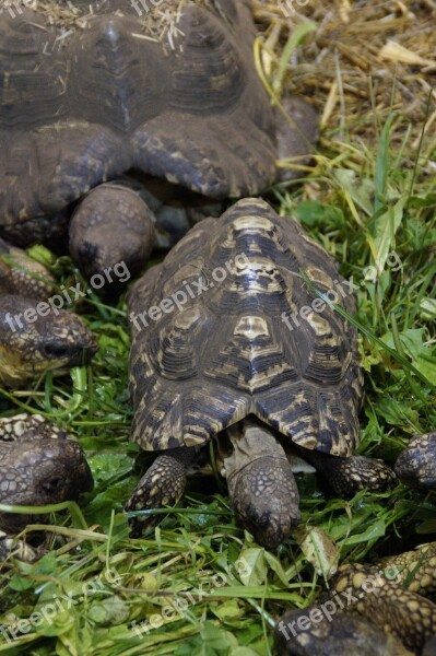 Land Turtles Turtles Eat Feeding Reptile