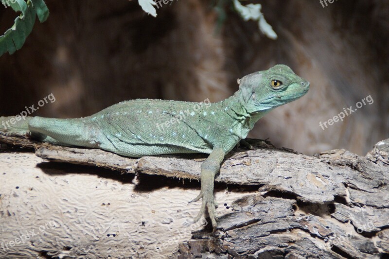 Reptile Animal Lizard Creature Terrarium