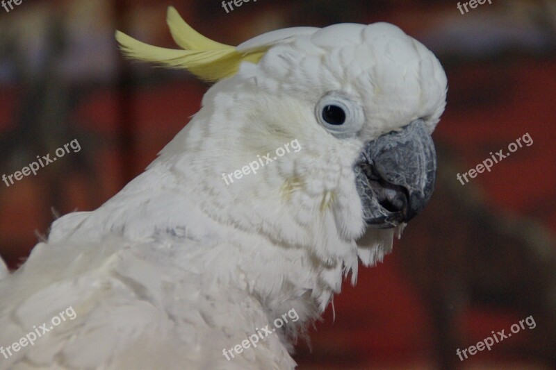 Cockatoo Bird White Cockatoo Parrot Plumage