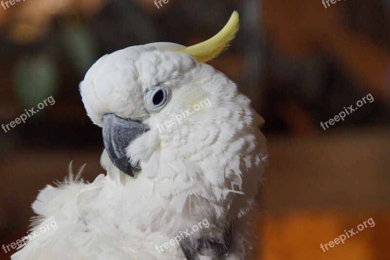 Cockatoo White Cockatoo Bird White Parrot