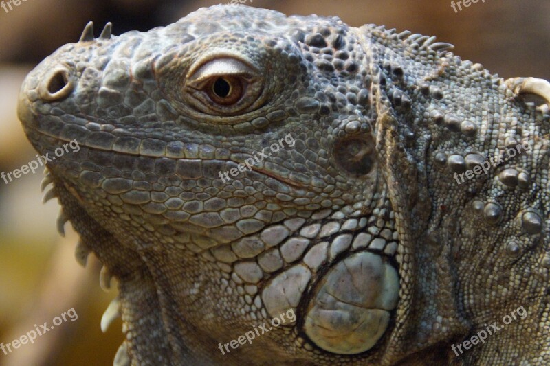 Iguana Face Portrait Head Reptile