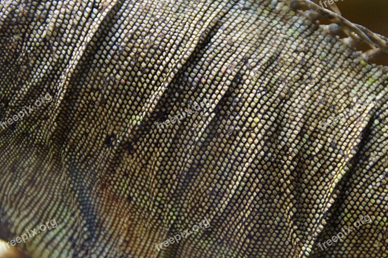 Iguana Section Detail Skin Iguana Skin