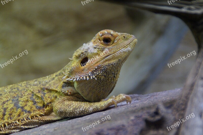 Reptile Lizard Close Up Zoo Terraristik