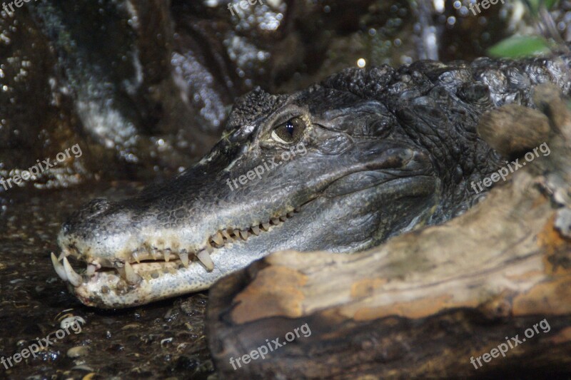 Cayman Lurking Tooth Foot Head