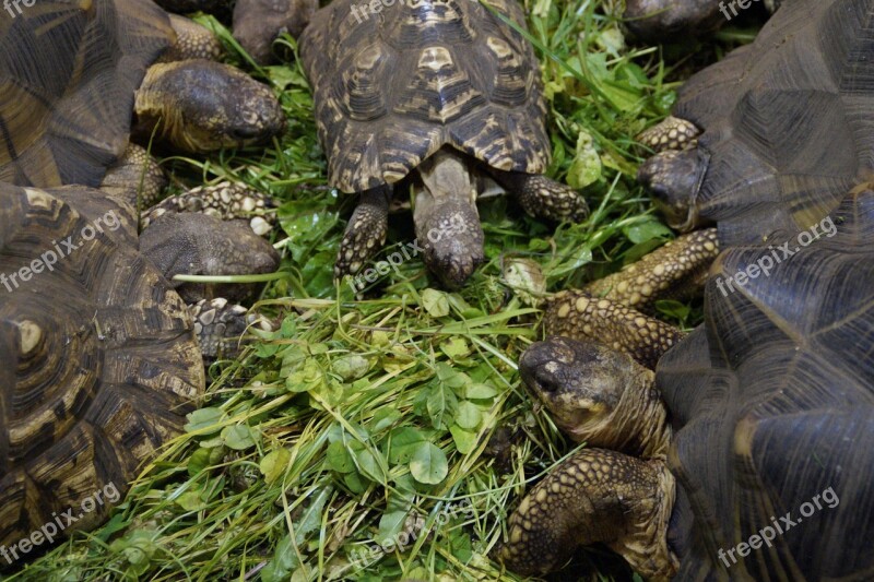 Land Turtles Turtles Eat Feeding Reptile