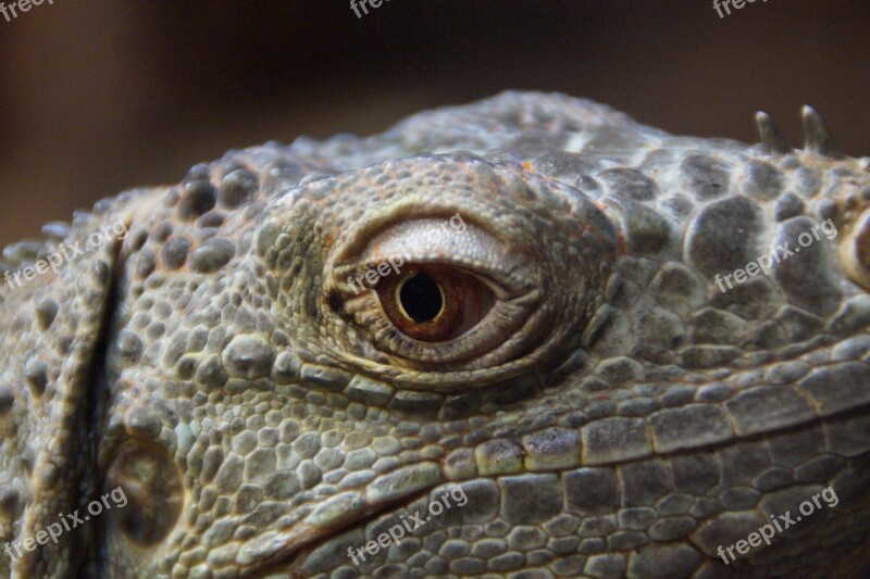 Eye Dragon Dragon's Eye Iguana Reptile