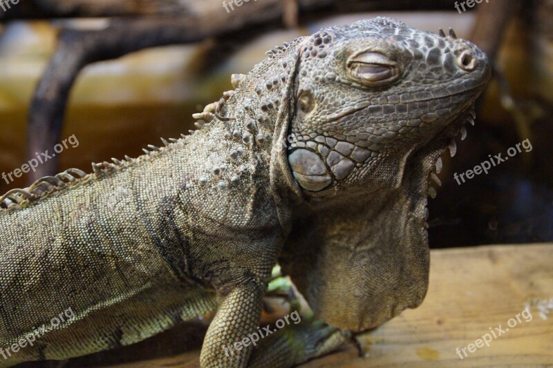 Iguana Dragon Close Up Animal Portrait Reptile