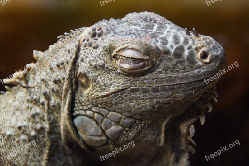 Iguana Dragon Close Up Animal Portrait Reptile