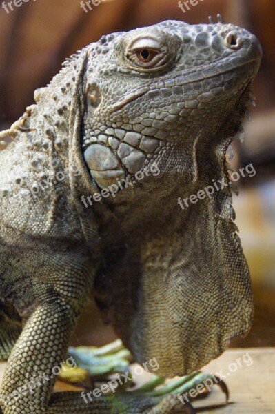 Iguana Dragon Close Up Animal Portrait Reptile