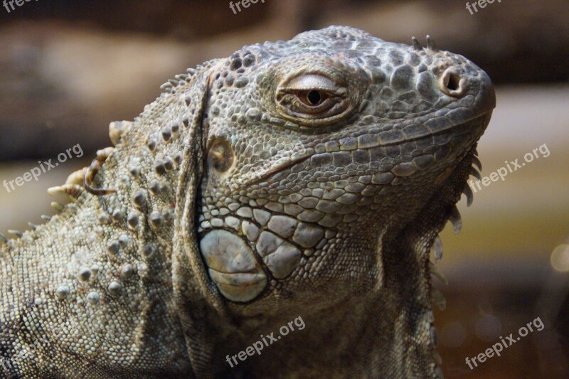 Iguana Dragon Close Up Animal Portrait Reptile