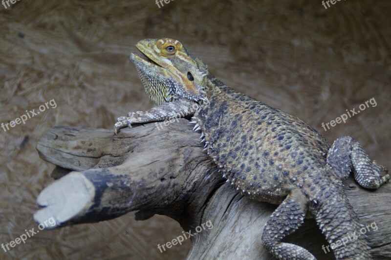 Reptile Lizard Terrarium Animal Zoo