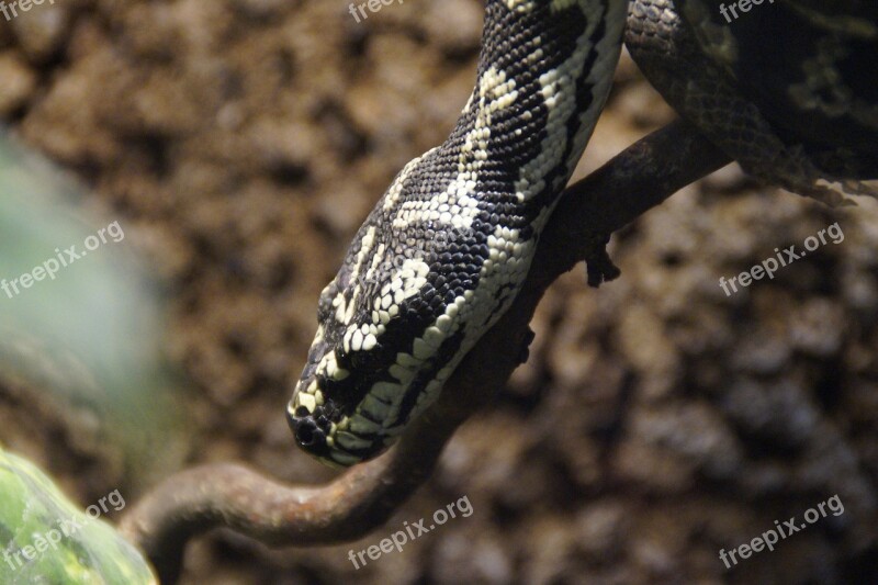 Snake Head Snakehead Reptile Close Up