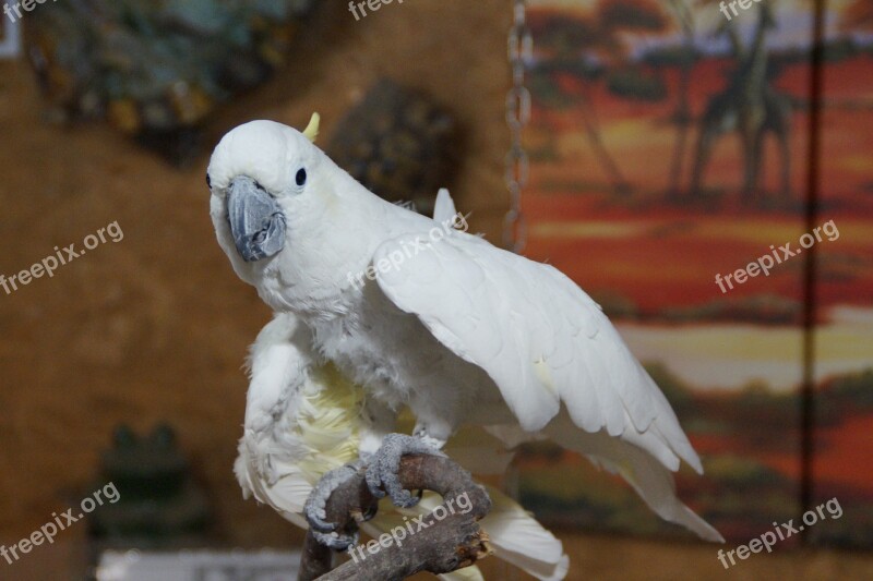 Cockatoo Bird Parrot Zoo Animal