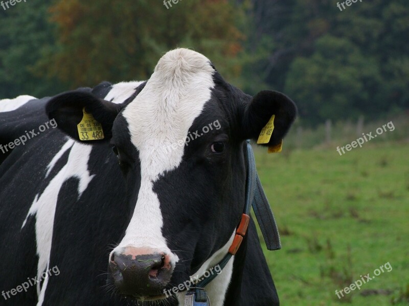 Cow Cattle Pasture Milk Cow Agriculture