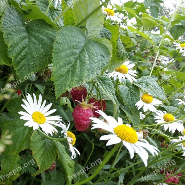 Raspberry Chamomile Summer Dacha Handsomely