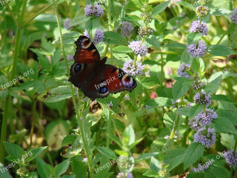 Butterfly Flowers Summer Greens Sun