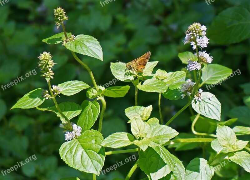 Dun Skipper Skipper Butterfly Insect Plant