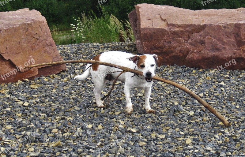 Dog Batons Floor Jack Russel On The Go