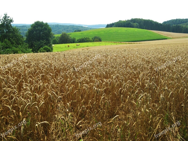 Summer Reported Fields Wheat Field Nature