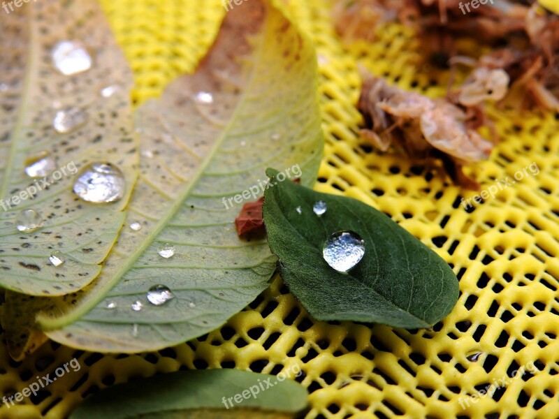 Leaves Dew Drop Of Water Drip Autumn