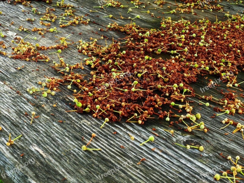 Wood Flowers Nature Weathered Table