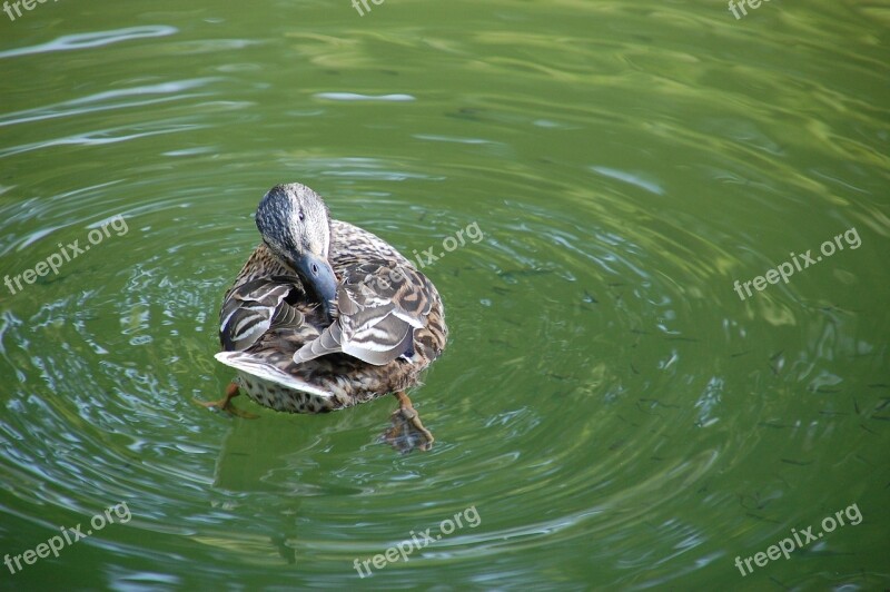 Duck Water Slave Be Cleaned Park