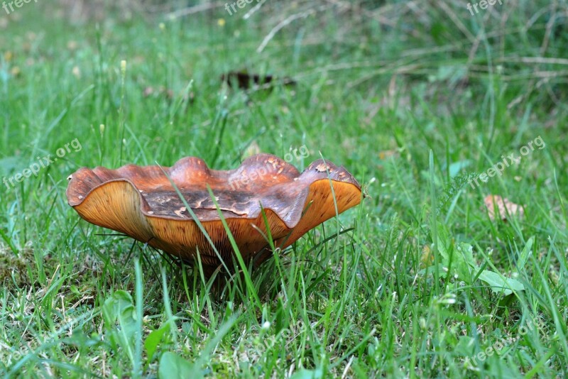 Mushroom Grass Mushroom In The Grass Brown In The Grass