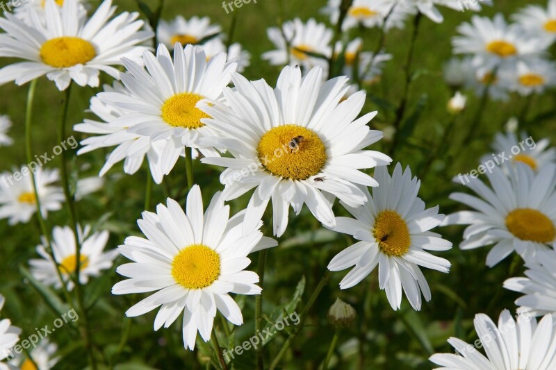 Marguerite Flower Bee Nature Free Photos