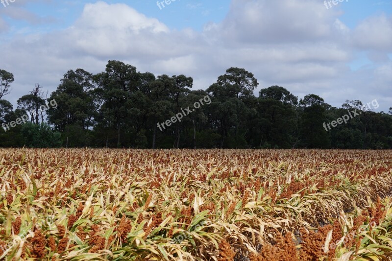 Sorghum Milo Farm Agriculture Grass