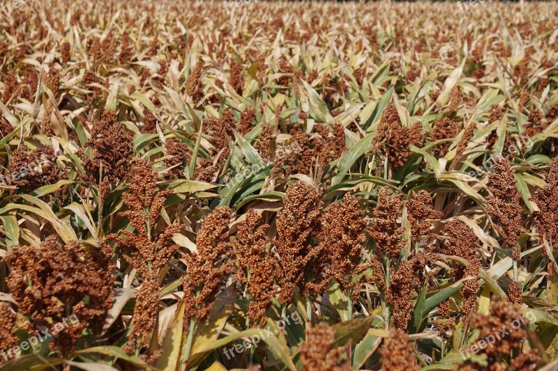 Grain Sorghum Milo Cereal Crop