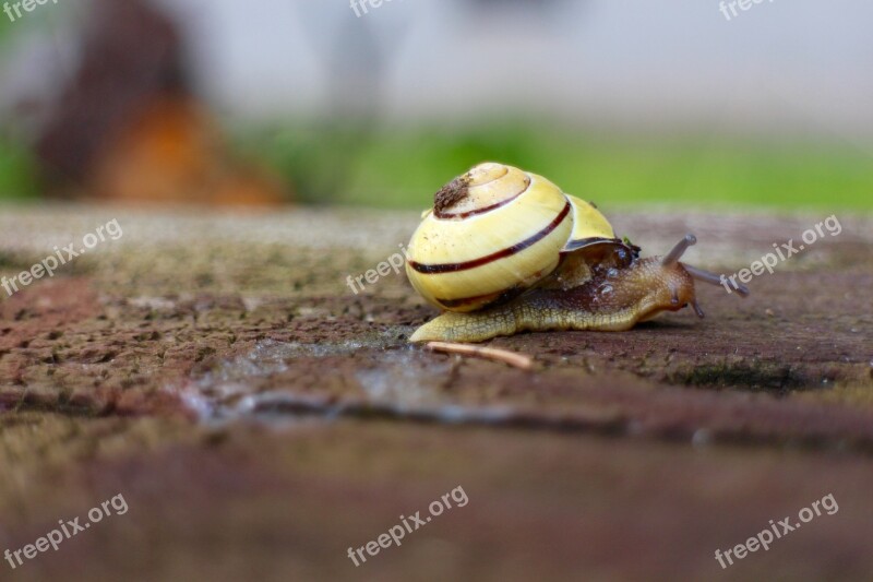 Snail Wood Shell Nature Close Up