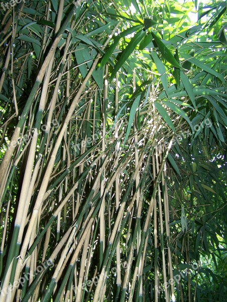 Bamboo Forest Nature Leaves Asia