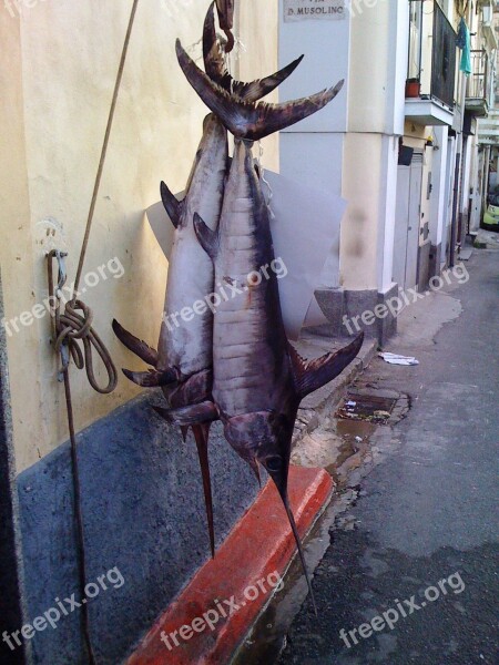 Swordfish South Italy Calabria Fish Street