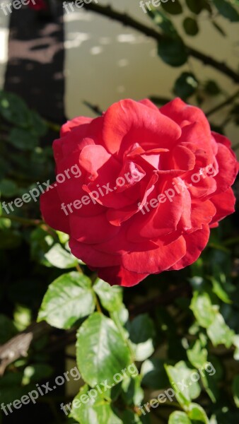 Rose Red Flower Blossom Bloom