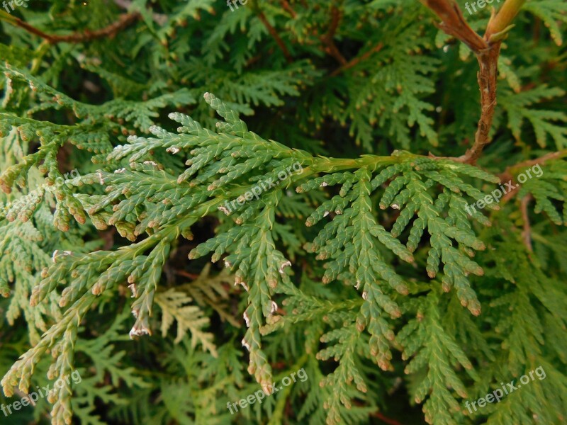 Thuja Cupressaceae Tree Of Life Tree Leaves